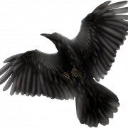 Common Raven PNG Clipart