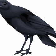 Common Raven PNG File