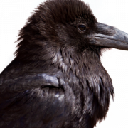Common Raven PNG HD Image