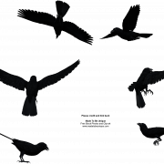 Common Raven PNG Pic