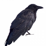 Common Raven Transparent