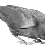 Corone Raven Bird PNG Clipart