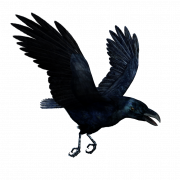 Corone Raven Bird PNG Free Download
