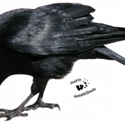 Corone Raven Bird PNG High Quality Image