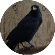 Corone Raven Bird PNG Image