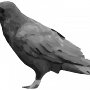 Corone Raven Bird PNG Images