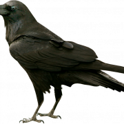 Corone Raven Bird PNG Pic