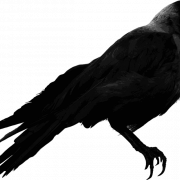 Corone Raven Bird PNG Picture