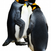Emperor Penguin Bird