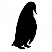 Emperor Penguin Bird PNG HD Image