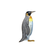 Emperor Penguin Bird PNG Photo