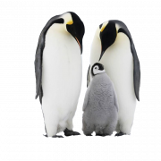 Emperor Penguin Chick PNG Free Download