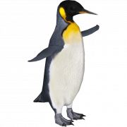 Emperor Penguin Chick PNG HD Image