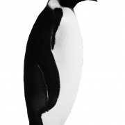 Emperor Penguin Chick PNG Image
