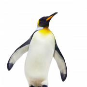 Emperor Penguin Chick PNG Photo
