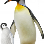 Emperor Penguin PNG High Quality Image