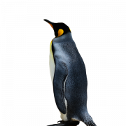 Emperor Penguin PNG Image File