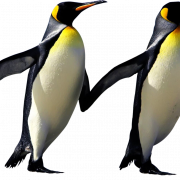 Emperor Penguin PNG Photo