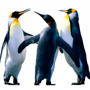 Emperor Penguin PNG Pic