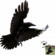 Flying American Crow