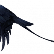 Flying American Crow PNG