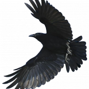Flying American Crow PNG Clipart