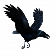 Flying American Crow PNG Free Download