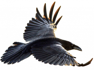 Flying American Crow PNG Free Image
