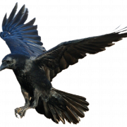 Flying American Crow PNG HD Image