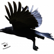 Flying American Crow PNG Image