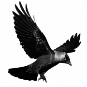 Flying American Crow PNG Pic