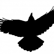 Flying American Crow PNG Picture