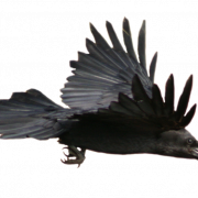 Flying American Crow Transparent