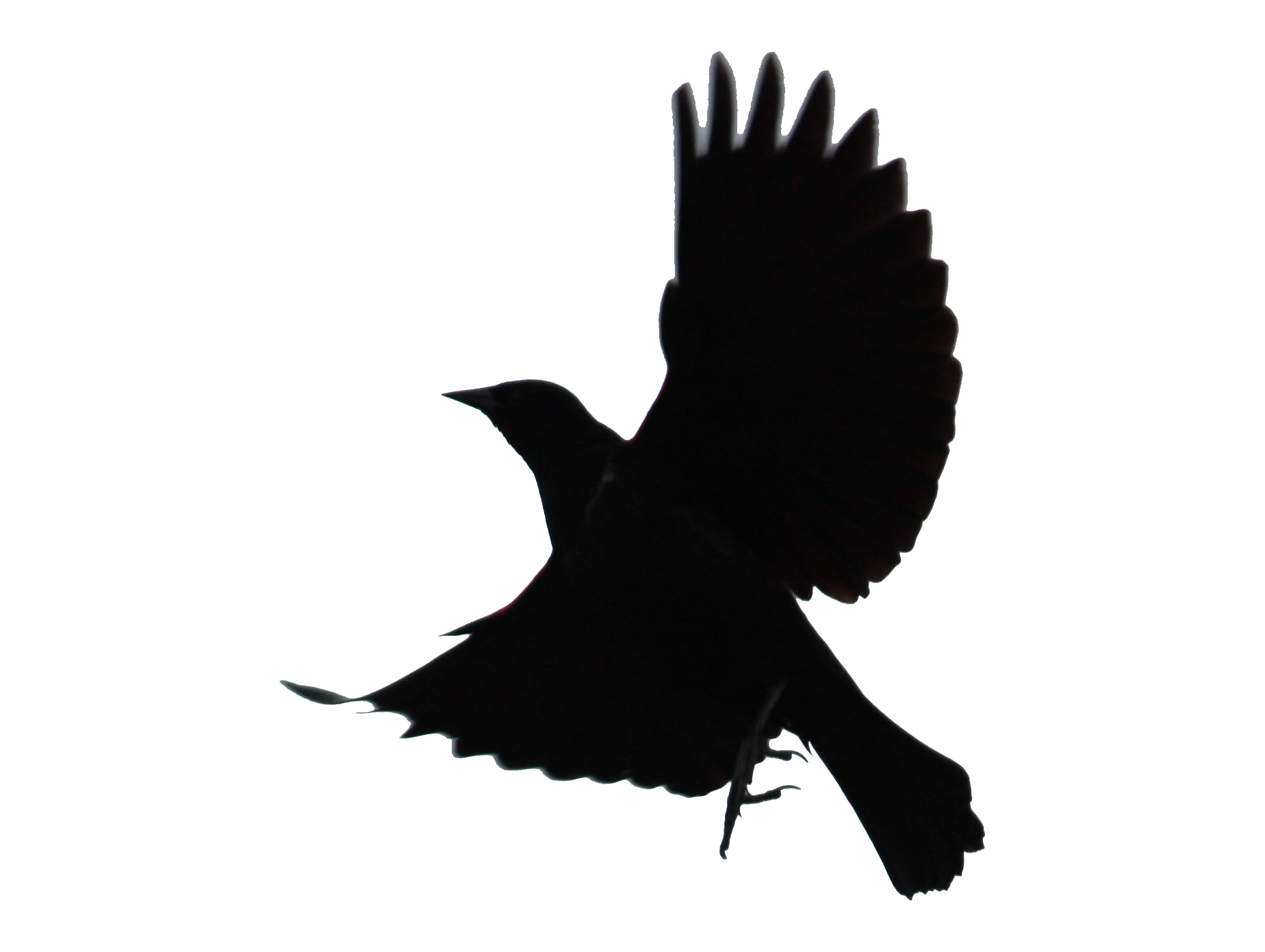 Flying Blackbird PNG File