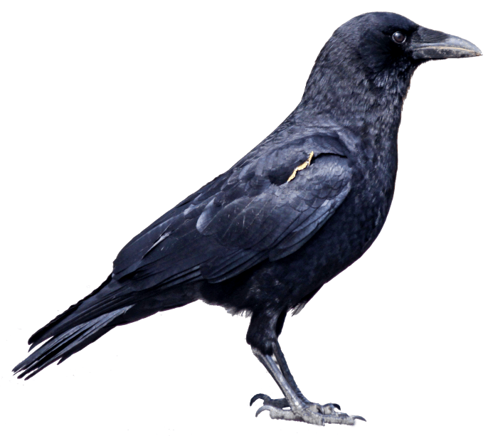 Flying Blackbird PNG Free Image