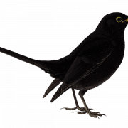Flying Blackbird PNG High Quality Image