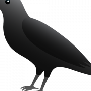 Flying Blackbird PNG Image