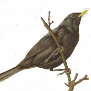 Flying Blackbird PNG Pic