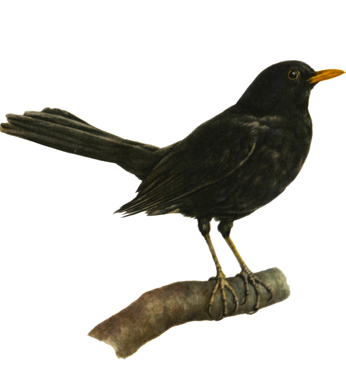Flying Blackbird PNG