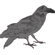 Flying Common Raven PNG Clipart