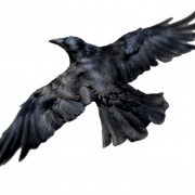 Flying Common Raven PNG Download Image