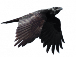 Flying Common Raven PNG Free Download