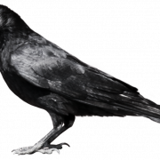 Flying Common Raven PNG Free Image
