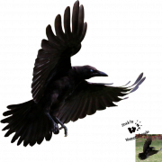 Flying Common Raven PNG HD Image
