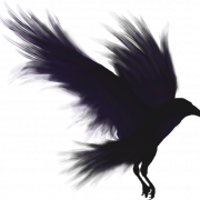 Flying Common Raven PNG High Quality Image