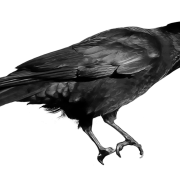 Flying Common Raven PNG Image