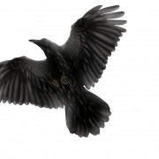 Flying Common Raven PNG Image File