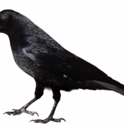 Flying Common Raven PNG Images