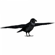 Flying Common Raven PNG Pic