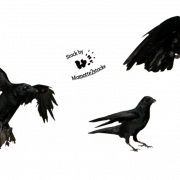 Flying Common Raven PNG Picture